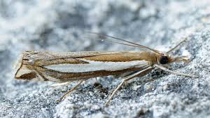 Attēlu rezultāti vaicājumam “Crambus hamella”