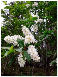 Attēlu rezultāti vaicājumam “Prunus (bird-cherry tree)”