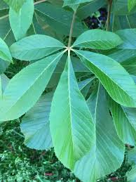 Attēlu rezultāti vaicājumam “Aesculus x hybrida leaf”