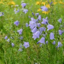 Image result for Campanula strigosa