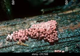 Attēlu rezultāti vaicājumam “Arcyria incarnata macro”