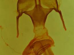 Attēlu rezultāti vaicājumam “Mythimna sp.”