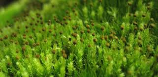 Attēlu rezultāti vaicājumam “Aulacomnium”