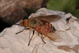 Attēlu rezultāti vaicājumam “Tabanidae”