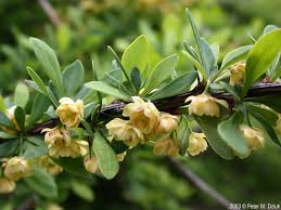 Attēlu rezultāti vaicājumam “Berberis thunbergii flower”