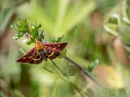 Attēlu rezultāti vaicājumam “Pyrausta purpuralis”