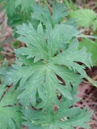 Attēlu rezultāti vaicājumam “Geranium pratense leaf”