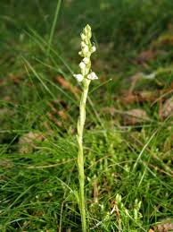 Attēlu rezultāti vaicājumam “Goodyera repens”