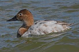 Image result for Aythya valisineria