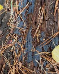 Attēlu rezultāti vaicājumam “Cribraria sp.”