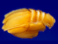 Attēlu rezultāti vaicājumam “Copepoda”