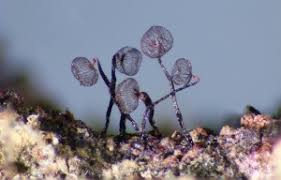 Attēlu rezultāti vaicājumam “Clastoderma debaryanum spores”