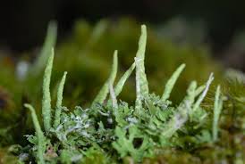 Attēlu rezultāti vaicājumam “Cladonia coniocraea”