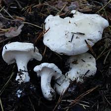 Attēlu rezultāti vaicājumam “Phlebia centrifuga”