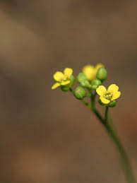 Attēlu rezultāti vaicājumam “Draba nemorosa fruit”