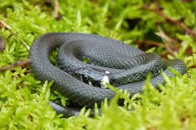 Image result for Ringelnatter