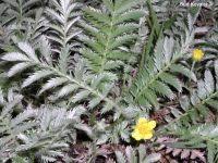 Attēlu rezultāti vaicājumam “Argentina anserina bud”