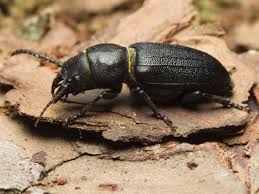 Attēlu rezultāti vaicājumam “Spondylis buprestoides”