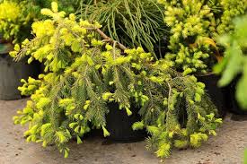 Attēlu rezultāti vaicājumam “Picea abies fruit”