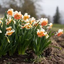 Attēlu rezultāti vaicājumam “Narcissus”