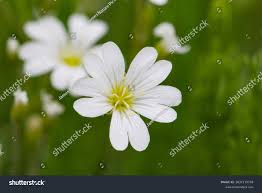 Attēlu rezultāti vaicājumam “Cerastium arvense flower”