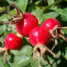 Image result for Rosa canina
