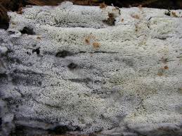 Attēlu rezultāti vaicājumam “Anomoporia bombycina”