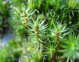 Attēlu rezultāti vaicājumam “Barbula convoluta sporophyte”