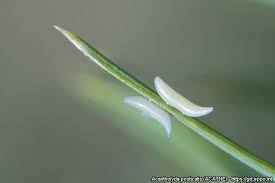 Attēlu rezultāti vaicājumam “Acantholyda posticalis”