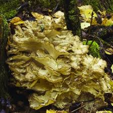 Attēlu rezultāti vaicājumam “Symphytocarpus impexus young”