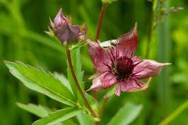 Attēlu rezultāti vaicājumam “Comarum palustre flower”