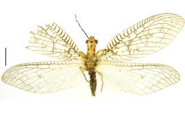 Attēlu rezultāti vaicājumam “Megaloptera”