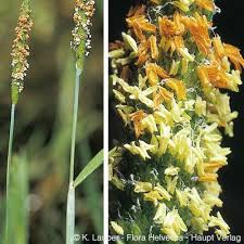 Attēlu rezultāti vaicājumam “Alopecurus aequalis flower”
