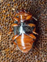 Attēlu rezultāti vaicājumam “Triplax russica”