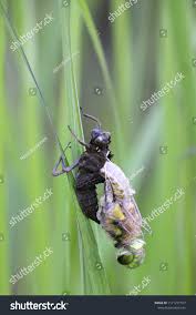 Attēlu rezultāti vaicājumam “Libellula quadrimaculata larva”