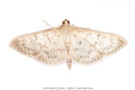 Attēlu rezultāti vaicājumam “Pleuroptya ruralis”