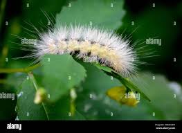 Attēlu rezultāti vaicājumam “Arctia caja larva”