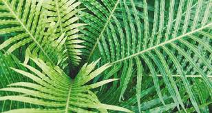 Attēlu rezultāti vaicājumam “Podostroma leucopus”