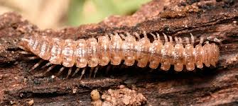 Attēlu rezultāti vaicājumam “Myriapoda”