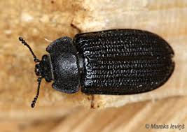 Attēlu rezultāti vaicājumam “Grynocharis oblonga”