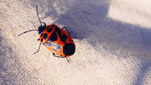 Attēlu rezultāti vaicājumam “Eurydema dominulus imago”