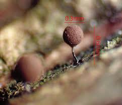 Attēlu rezultāti vaicājumam “Comatricha pulchella”