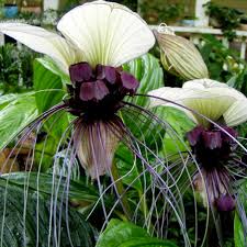 Image result for Tacca chantrieri