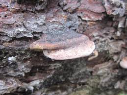 Attēlu rezultāti vaicājumam “Fomitopsis rosea”