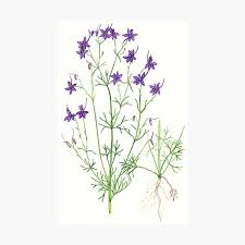 Attēlu rezultāti vaicājumam “Consolida regalis leaf”