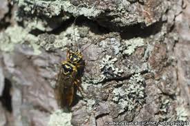 Attēlu rezultāti vaicājumam “Acantholyda posticalis”