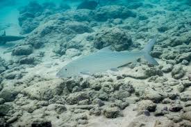 Image result for Albula glossodonta