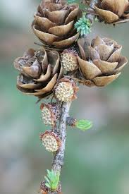 Attēlu rezultāti vaicājumam “Larix”