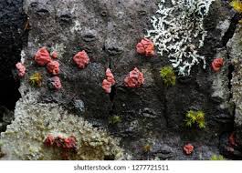 Attēlu rezultāti vaicājumam “Peniophora rufa”