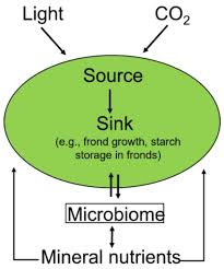 Attēlu rezultāti vaicājumam “Lemnaceae”